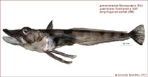 Image of Pagetodes antarcticus (Long-fingered icefish)