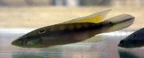 To FishBase images (<i>Crenicichla anthurus</i>, by Dubosc, J.)