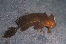 To FishBase images (<i>Cristiceps aurantiacus</i>, Australia, by Schulz, S.)