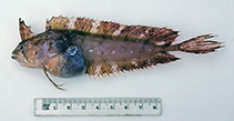 To FishBase images (<i>Cristiceps australis</i>, Australia, by Graham, K.)