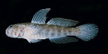 Image of Cryptocentrus altipinna (Highfin shrimpgoby)