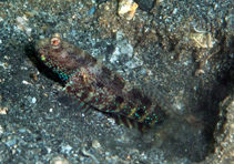 To FishBase images (<i>Cryptocentrus caeruleomaculatus</i>, Indonesia, by Ryanskiy, A.)