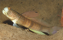 To FishBase images (<i>Cryptocentrus cebuanus</i>, Indonesia, by Steene, R.)
