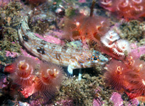 To FishBase images (<i>Cryptotrema corallinum</i>, by Gotshall, D.W.)