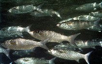 To FishBase images (<i>Crenimugil crenilabis</i>, by Randall, J.E.)
