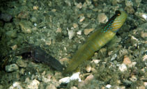 To FishBase images (<i>Cryptocentrus cyanotaenia</i>, Indonesia, by Randall, J.E.)