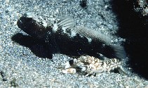 To FishBase images (<i>Cryptocentrus fasciatus</i>, Indonesia, by Randall, J.E.)