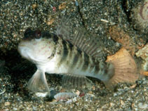 To FishBase images (<i>Cryptocentrus inexplicatus</i>, Indonesia, by Ryanskiy, A.)