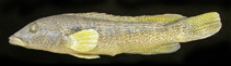 To FishBase images (<i>Crenicichla jurubi</i>, Brazil, by Pezzi da Silva, J.F.)