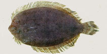 To FishBase images (<i>Crossorhombus kanekonis</i>, Chinese Taipei, by The Fish Database of Taiwan)