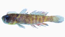 To FishBase images (<i>Cristatogobius lophius</i>, Palau, by Winterbottom, R.)