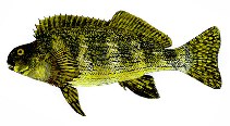 To FishBase images (<i>Crinodus lophodon</i>, Australia, by Yau, B.)
