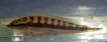 To FishBase images (<i>Crenicichla nickeriensis</i>, Suriname, by Schönherr, K.)