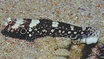 To FishBase images (<i>Cryptocentrus nigrocellatus</i>, Indonesia, by Steene, R.)