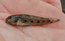 To FishBase images (<i>Cryptocentrus octofasciatus</i>, Sri Lanka, by Modder, T.)