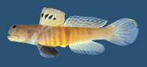 To FishBase images (<i>Cryptocentrus pavoninoides</i>, Thailand, by Satapoomin, U.)
