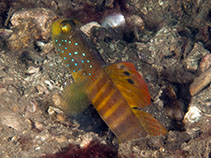 Image of Cryptocentrus pavoninoides (Peacock shrimpgoby)
