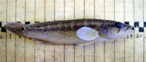 To FishBase images (<i>Crenicichla punctata</i>, Brazil, by Roselet, F.F.G.)