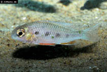 To FishBase images (<i>Crenicara punctulatum</i>, by JJPhoto)