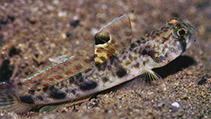 To FishBase images (<i>Tomiyamichthys russus</i>, Papua New Guinea, by Allen, G.R.)