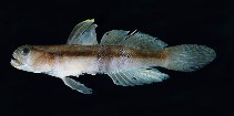 To FishBase images (<i>Myersina balteata</i>, Solomon Is., by Randall, J.E.)