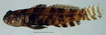 To FishBase images (<i>Cryptocentrus tentaculatus</i>, Australia, by Suzanne Horner)