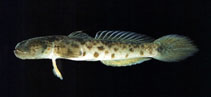 To FishBase images (<i>Cryptocentrus yatsui</i>, Chinese Taipei, by The Fish Database of Taiwan)