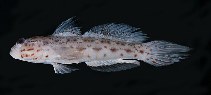 To FishBase images (<i>Ctenogobiops aurocingulus</i>, Sri Lanka, by Randall, J.E.)