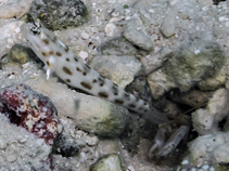 To FishBase images (<i>Ctenogobiops feroculus</i>, Maldives, by Seycek, O.)