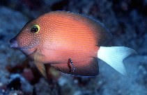 To FishBase images (<i>Ctenochaetus flavicauda</i>, Tahiti, by Randall, J.E.)