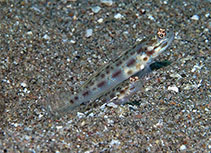 To FishBase images (<i>Ctenogobiops formosa</i>, Philippines, by Hazes, B.)