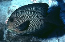 To FishBase images (<i>Ctenochaetus hawaiiensis</i>, Kiribati, by Randall, J.E.)