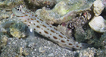 Image of Ctenogobiops maculosus (Seychelles shrimpgoby)