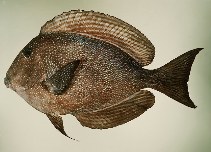 To FishBase images (<i>Ctenochaetus marginatus</i>, Kiribati, by Randall, J.E.)