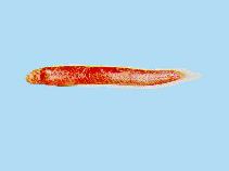 Image of Paratrypauchen microcephalus (Comb goby)