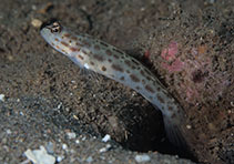 Image of Ctenogobiops pomastictus (Gold-specked prawn-goby)