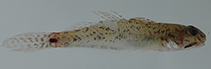 Image of Ctenogobius pseudofasciatus (Slashcheek goby)