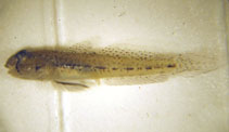 To FishBase images (<i>Ctenogobius saepepallens</i>, Brazil, by Garcia Jr., J.)