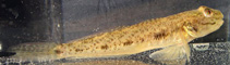 To FishBase images (<i>Ctenogobius shufeldti</i>, USA, by Grammer, G.L.)