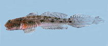 To FishBase images (<i>Ctenogobius smaragdus</i>, Brazil, by Macieira, R.M.)