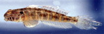 Image of Ctenogobius stigmaticus (Marked goby)
