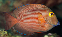 To FishBase images (<i>Ctenochaetus strigosus</i>, Hawaii, by Malaer, P.)