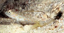 Image of Ctenogobiops tangaroai (Tangaroa shrimpgoby)
