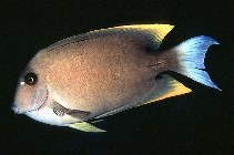 To FishBase images (<i>Ctenochaetus tominiensis</i>, Philippines, by Randall, J.E.)