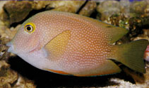 To FishBase images (<i>Ctenochaetus truncatus</i>, by Schneidewind, F.)