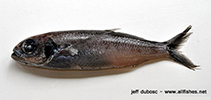 To FishBase images (<i>Cubiceps pauciradiatus</i>, by Dubosc, J.)