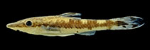 Image of Curculionichthys scaius 