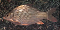To FishBase images (<i>Cyprinus acutidorsalis</i>, by CAFS)