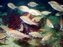 To FishBase images (<i>Cymatogaster aggregata</i>, USA, by Nichols, J.)