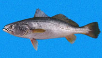 To FishBase images (<i>Cynoscion albus</i>, Panama, by Robertson, R.)
